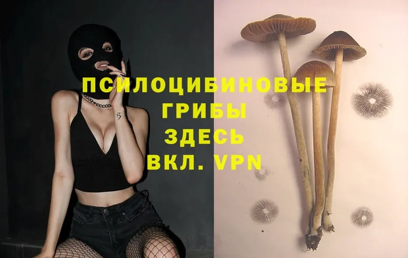 Псилоцибиновые грибы Psilocybe  Стерлитамак 